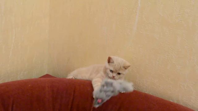 Ласковый мурчун! Кремовый котик Шериданс! смотреть онлайн