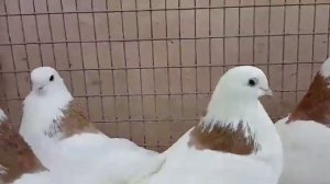 Желтогривые самцы Раиля г. Ижевск