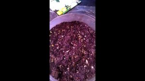 Хризантема корейская, выращивание из семян. шаровидная хризантема, мультифлора