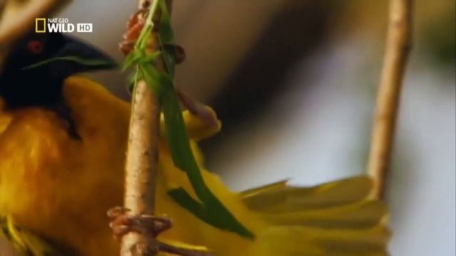 ткач вьет гнездо