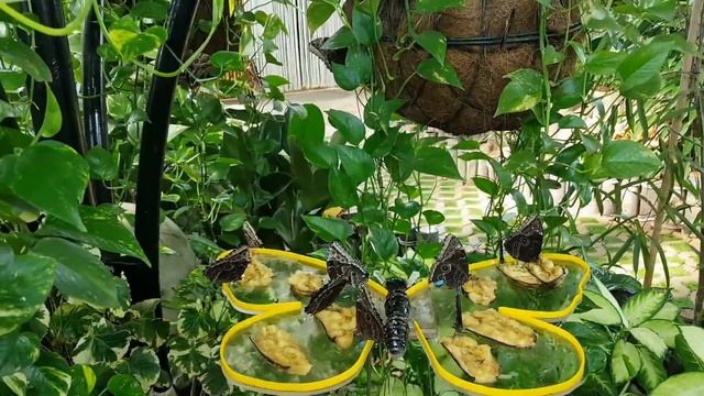 Butterfly Garden Dubai ?? First Butterfly Museum in the World ? смотреть онлайн