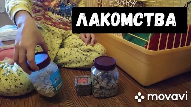 Все необходимое для морской свинки Эльзы смотреть онлайн