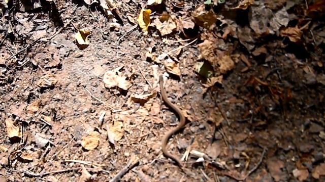 Vipera Berus Гадюка обыкновенная. Детеныш.