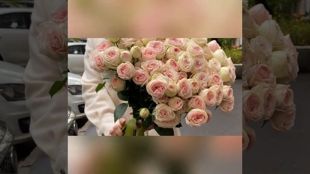 Кустовая пионовидная роза Свит джелато смотреть онлайн