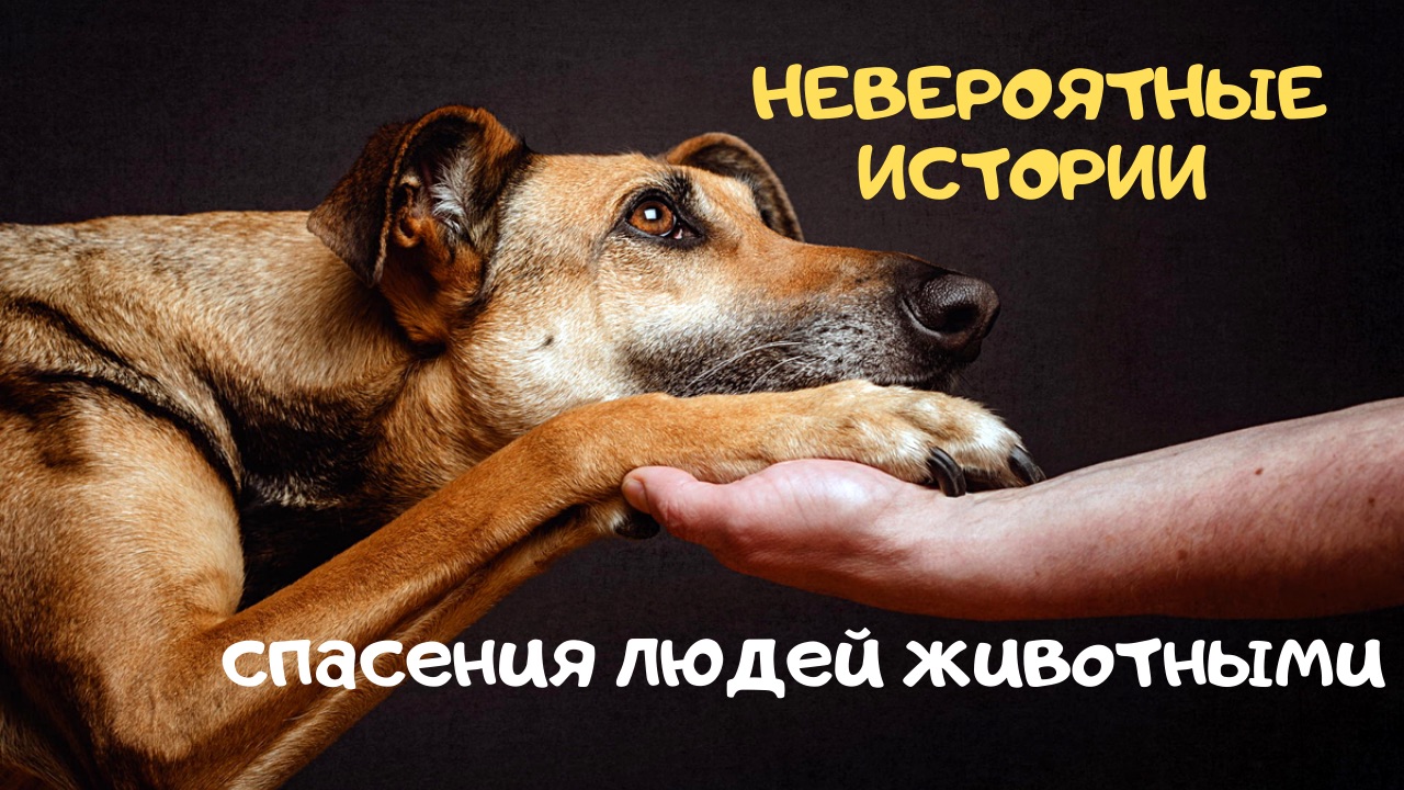 НЕВЕРОЯТНЫЕ ИСТОРИИ  СПАСЕНИЯ ЛЮДЕЙ ЖИВОТНЫМИ