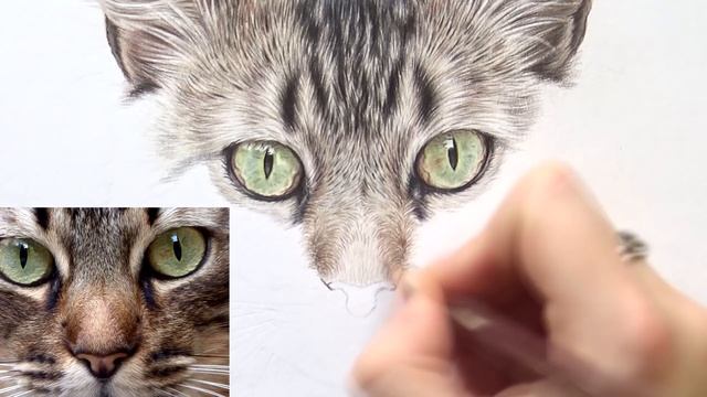 COLORED PENCIL timelapse | How do I tackle complicated cat fur? смотреть онлайн