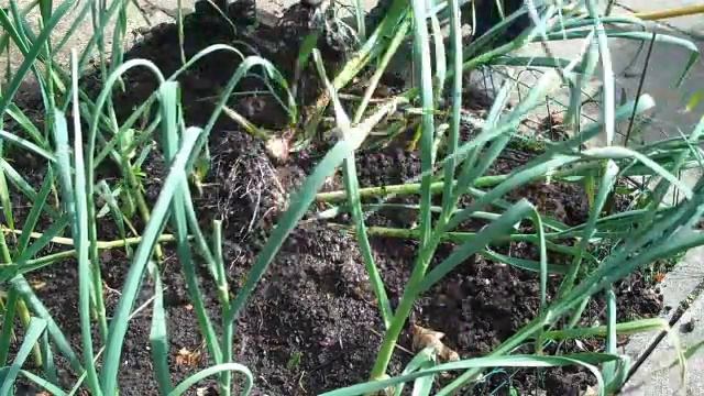Harvesting The First Of This Year's Garli
