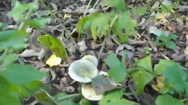 Странные грибы смотреть онлайн