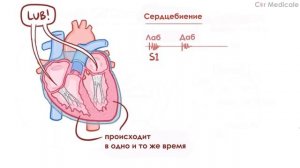 Анатомия и физиология сердечно-сосудистой системы кратко