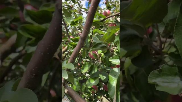 Яблоня. Орловский полосатый. Ей 27 лет. Apple Tree. Oryol striped. She is 27 years old.#shorts смотреть онлайн