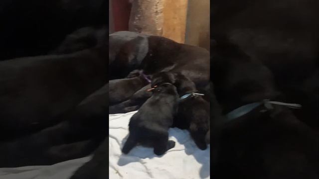 Продаются щенки  АЛАБАЯ, черного окраса!  Вопросы по щенкам, резерву по тел. +79615337336, Елена