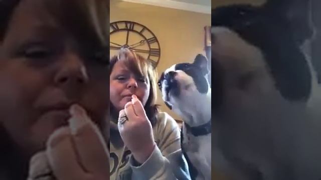 Little Dog Knows How To Get Snacks смотреть онлайн