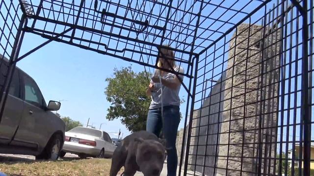 Stray Pit Bull gets hit by a car. Luckily, someone called Hope For Paws to help. #senior смотреть онлайн