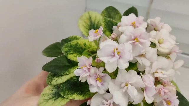 Фиалка Rob's Cool Fruit смотреть онлайн