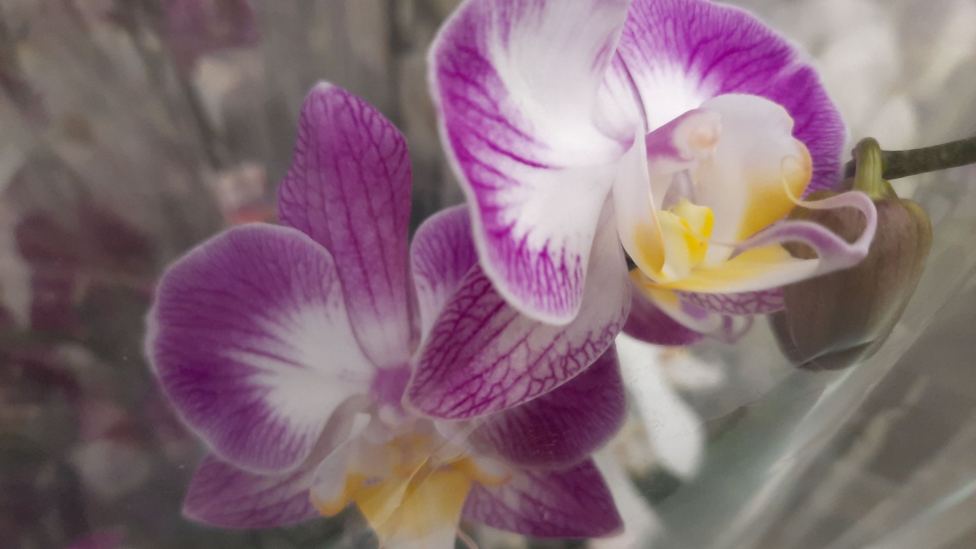 ОРХИДЕИ В ЛЕРУА. НОВАЯ АДЫГЕЯ//19.06.24// смотреть онлайн