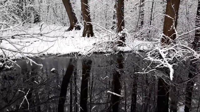 Бобры спасают Беларусь. смотреть онлайн