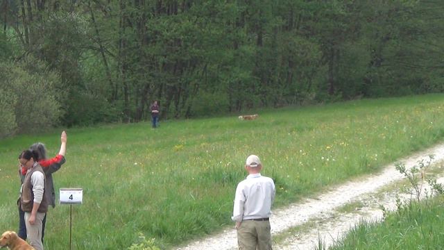 Белка (4). WT класс новайс. Велден, Австрия 23.04.2016