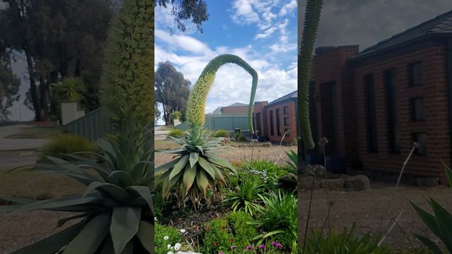 It's Alive! Massive agave bloom! смотреть онлайн