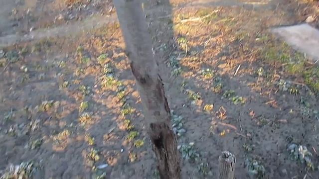 =Солнечные ожоги на дереве - как избежать. Один из способов= смотреть онлайн