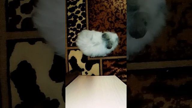 Дрессировка декоративного кролика смотреть онлайн