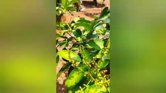 Rambutan -(Nephelium Lappaceum L.)//flowering//pollination-honeybees