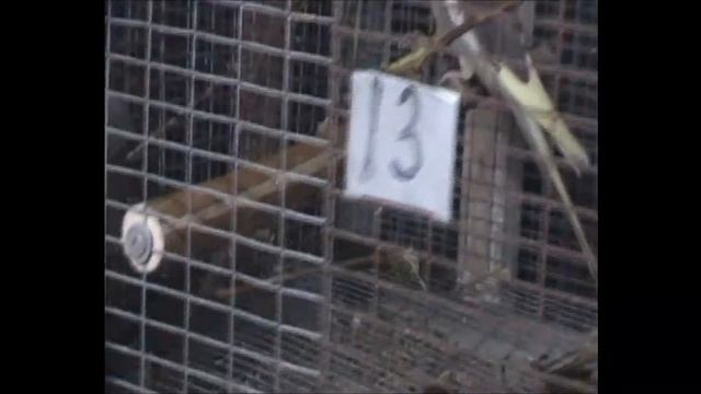 болезни попугаев и их ..../ как с ними бороться /корелы сухотка смотреть онлайн