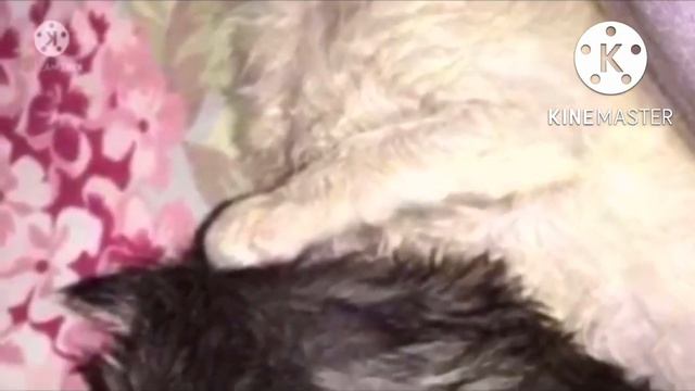 Два маленьких котенка из всех сил согревали больную сестру, но скоро у них появилась необычная мама смотреть онлайн