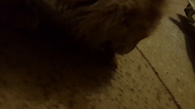 Едят ли коты чипсы!