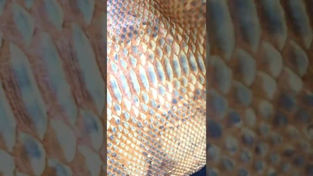 Натуральная кожа питона от BaliSnake.ru смотреть онлайн