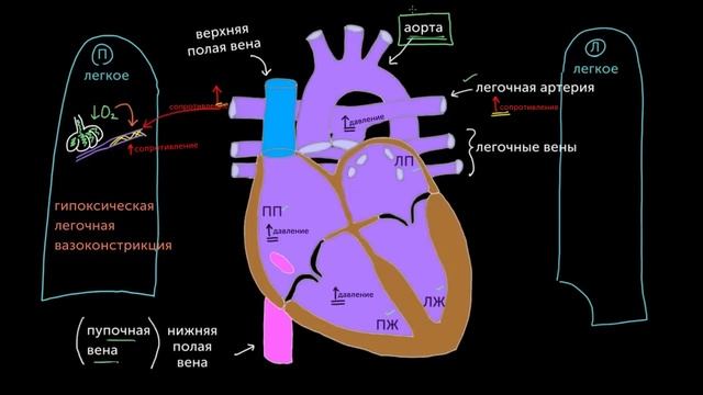Овальное окно и артериальный проток смотреть онлайн