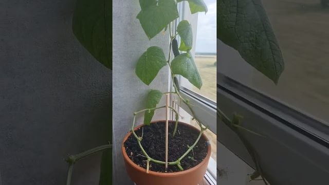 Огурец дома в горшке на подоконнике вырос до потолка, сделаем его ниже. Огород на подоконнике. смотреть онлайн