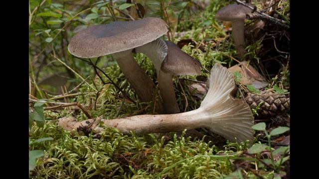 Hygrophorus camarophyllus смотреть онлайн