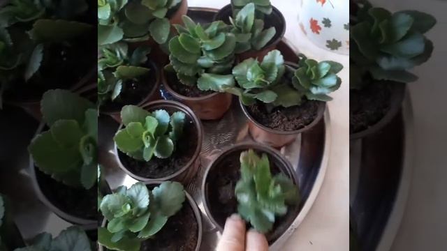 Каланхоэ,цветок каланхоэ,уход и укоринение. Каланхоэ гүлі .Отро сткадан отыргызу,көбейту 2. смотреть онлайн