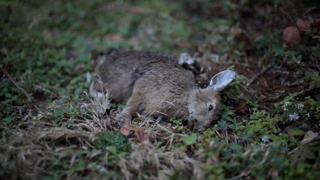 The Unlucky Rabbit's Foot смотреть онлайн