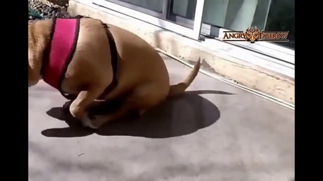 Смешные видео про животных собака кошка попугай смотреть онлайн