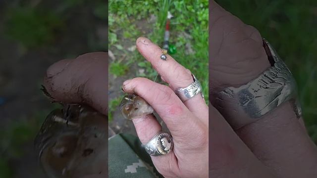 Первый окунëк. Пришёл на пруд в СВАО, Свиблово половить рыбу кошкам. 19 мая 2023 смотреть онлайн