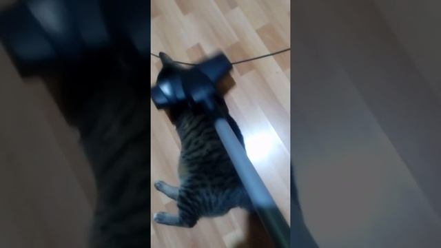 Как избавится от шерсти смотреть онлайн