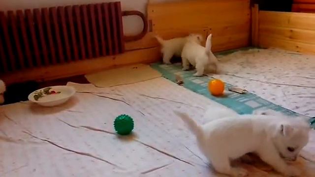 Копия видео VID 20141026 084217 смотреть онлайн