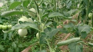 Томат,помидор Детская сладость, обзор , способ выращивания и вкус плода.2021 год.