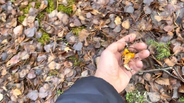 УДАЧНО СХОДИЛ В ГРИБНОЙ ЛЕС! НАБРАЛ КОРЗИНУ ГРИБОВ В НОЯБРЕ! БЕЗ ВАЛИДОЛА НЕ СМОТРЕТЬ! ГРИБЫ смотреть онлайн