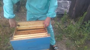 Зацвел подсолнух , принос нектара за три дня. 03.07.2019.
