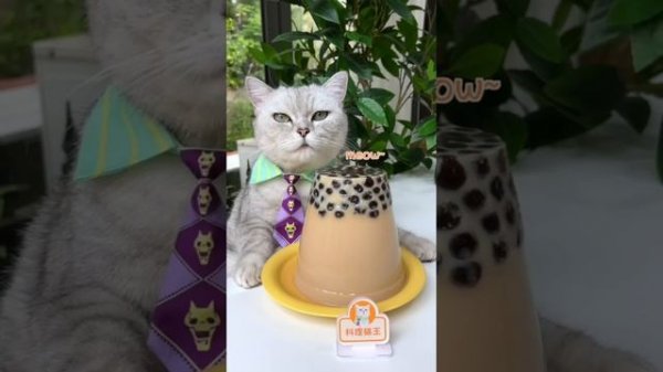 【Chef Cat Cooking】Cat's Creative Food Ideas | Candy&Drinks | Chef Cat Cooking TIKTOK 2022