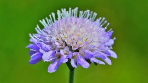 короставник полевой 600 лекарственных растений