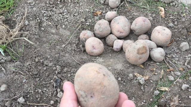 Картофель Синеглазка смотреть онлайн