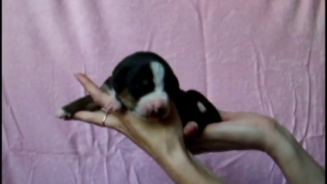 Щенки энтлебухера в Минске.mp4 смотреть онлайн