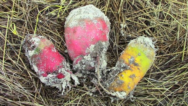 Как вырастить быструю зелень весной. Мангольд смотреть онлайн