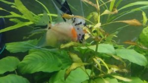 Скалярии рожают!!!