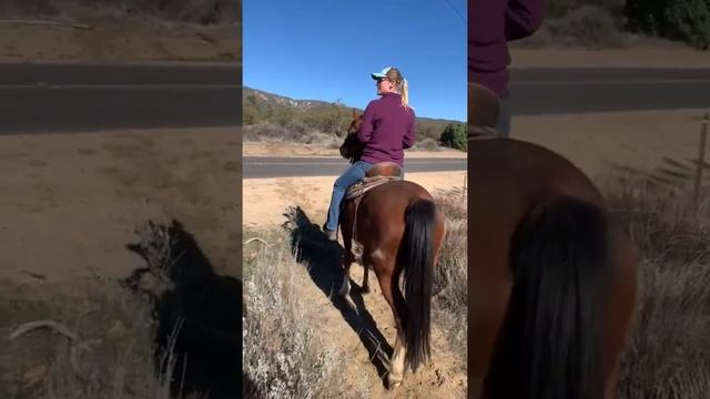 Auburn - bay gelding for sale - v7 смотреть онлайн