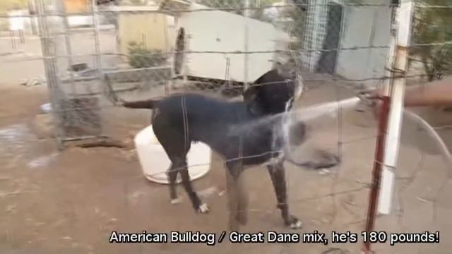 Top 15 great Dane Mix Breeds | Dog World смотреть онлайн