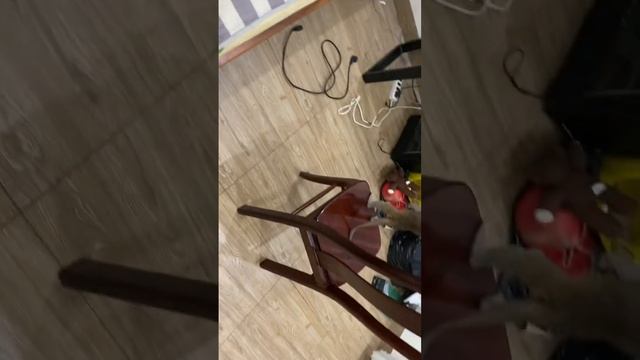 Monkey Run Run!!!! #monkey #funny #baby смотреть онлайн